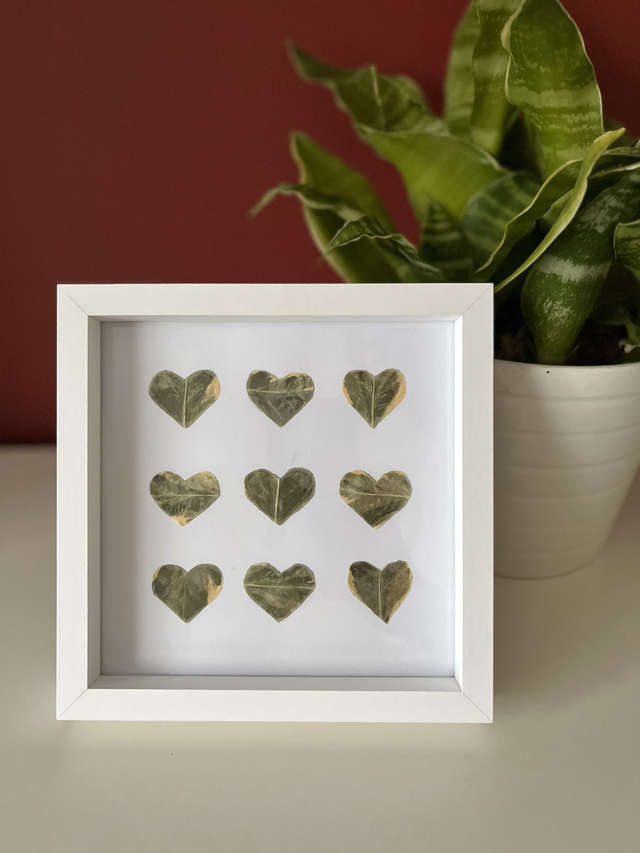 Euonymus Leaf Hearts