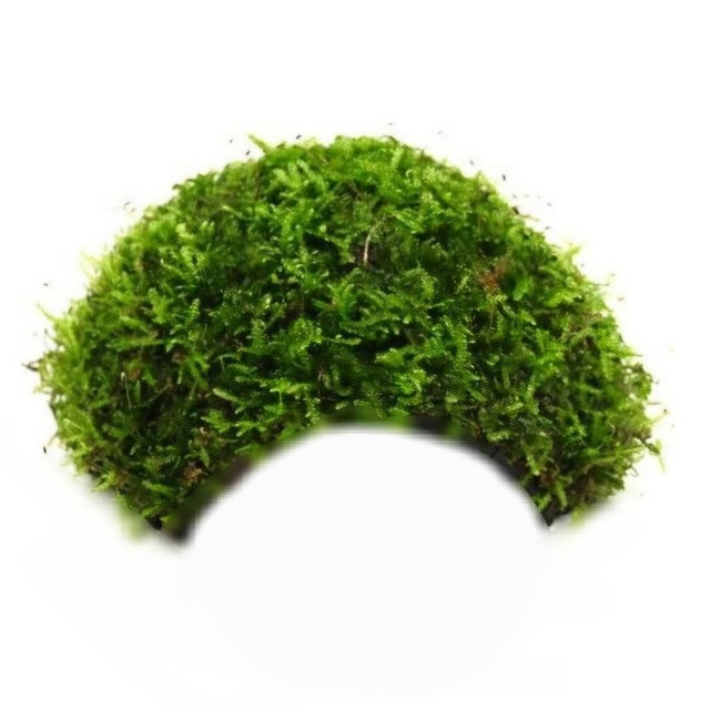 Kokos 1-gaats met mos