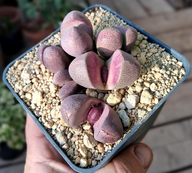 D115 . Pleiospilos nelii Royal Flush