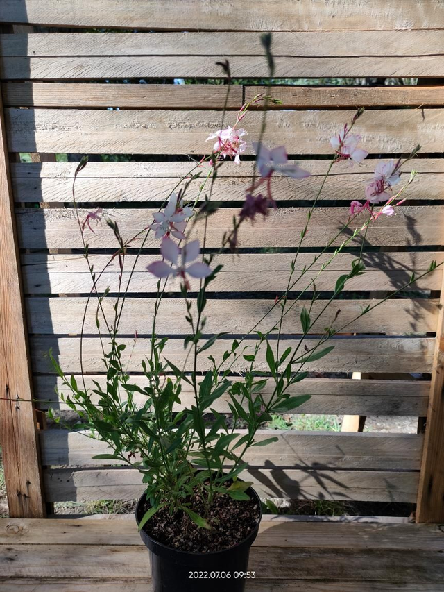 Gaura lindheimeri bi-colore - Clt2