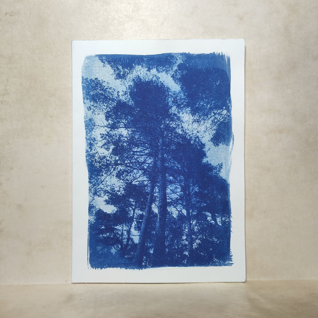 Cyanotype Forêt de Brocéliande