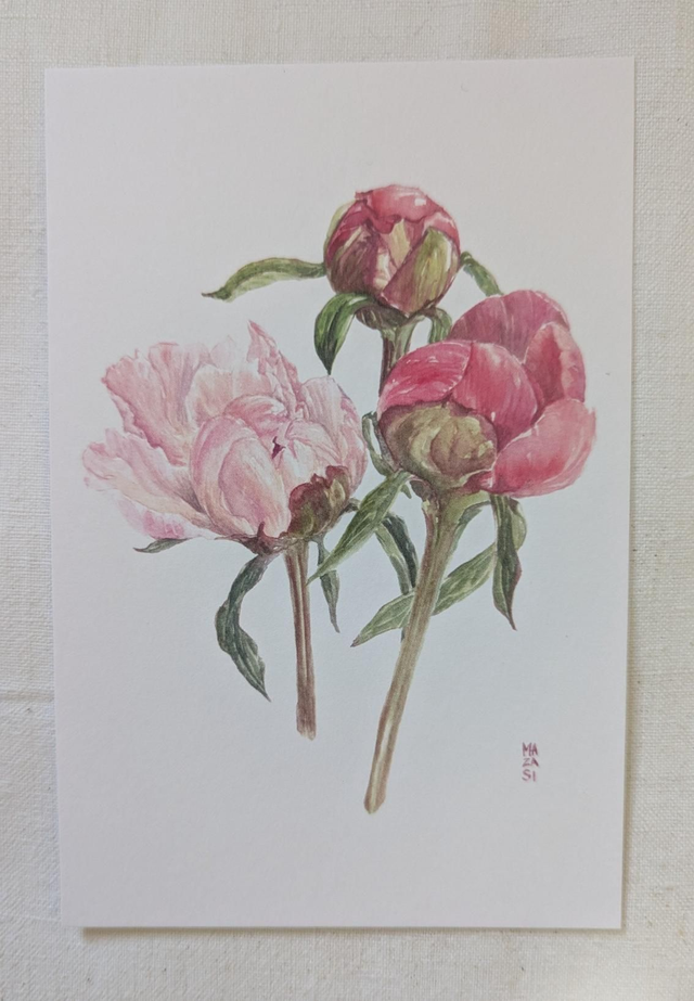 Pivoines