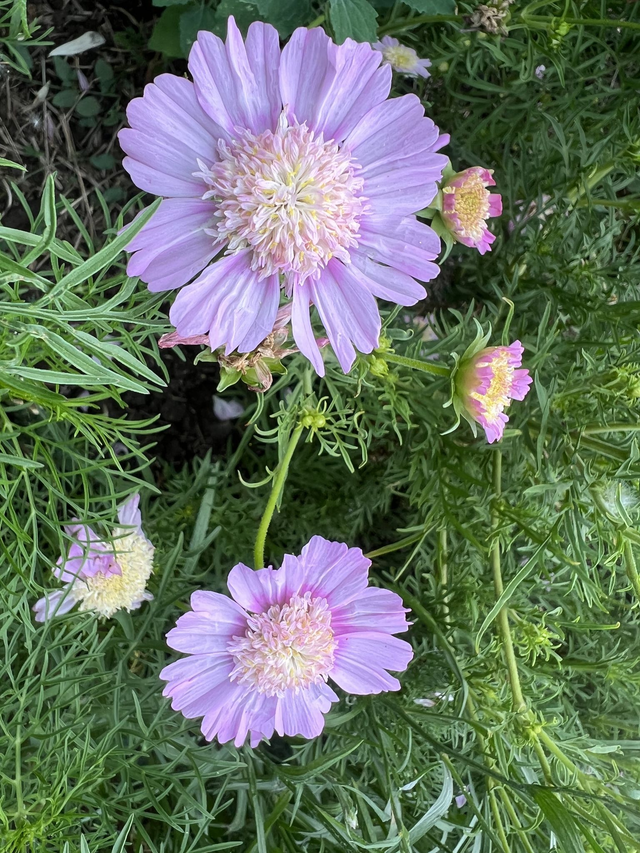 Cosmos Pink Popsocks