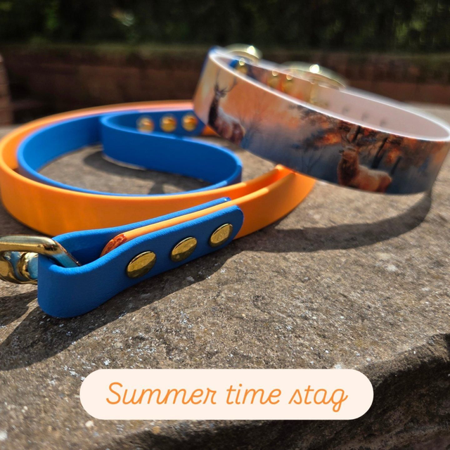 Summertime Stag biothane collar and lead