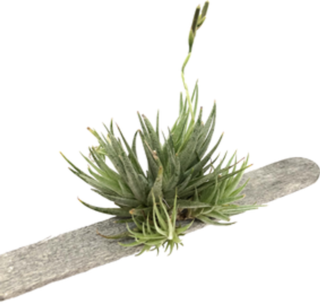 Tillandsia loliacea