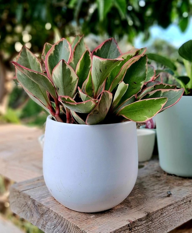 K40 . Caspo' bianco 14