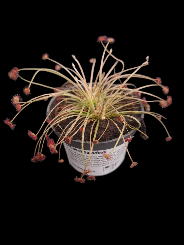 Drosera paradoxa 9cm 