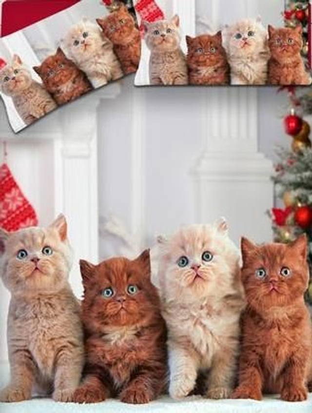 NATALE COPRIPIUMINO GATTI COTONE 