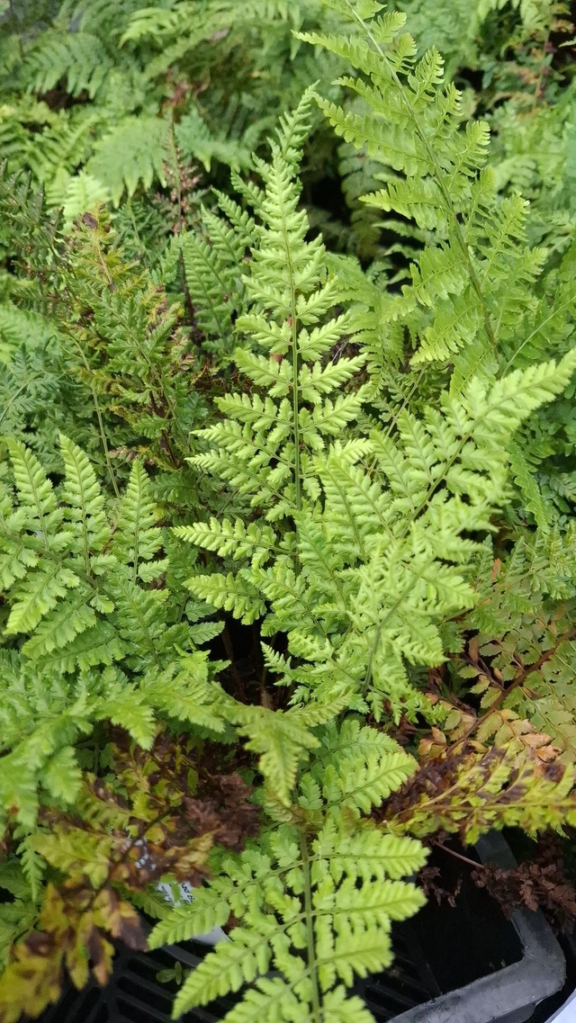 Dryopteris dilitata 'Jimmy Dyce' 2 litre