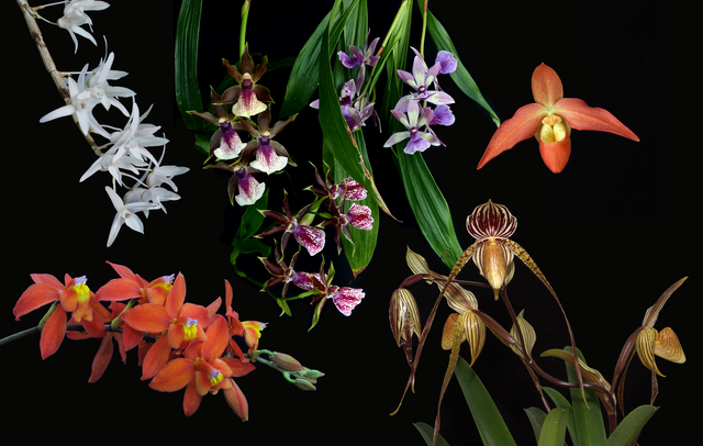 True Beauty Combination Essence