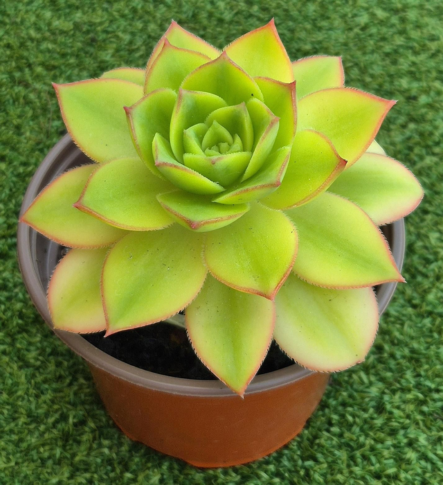 Aeonium 'Floresens'