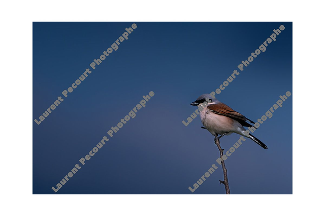 Pie-grièche écorcheur