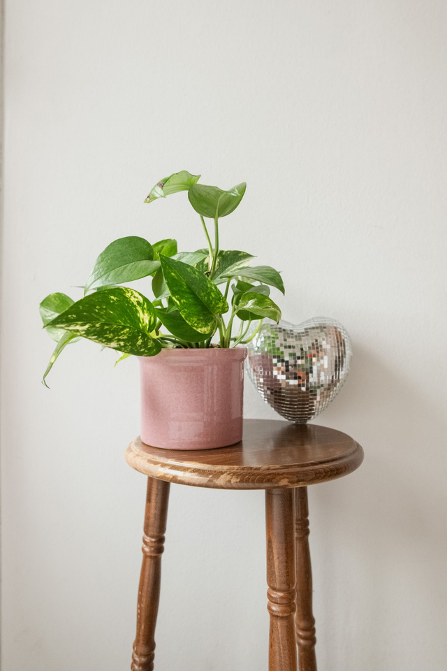  Pot rose 🧩 Mix & Match