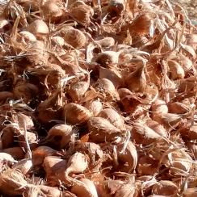 25 bulbes calibre 7/8