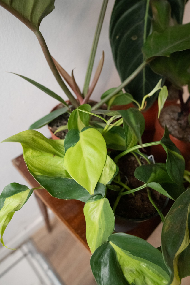 Philo Lover - Xmas Kit 🎀