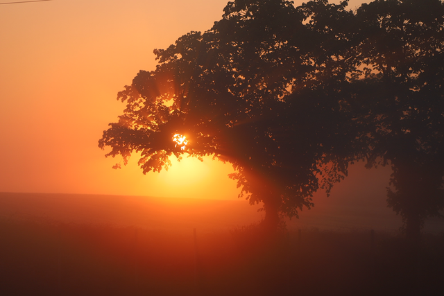 "The Tree of Light" Print    