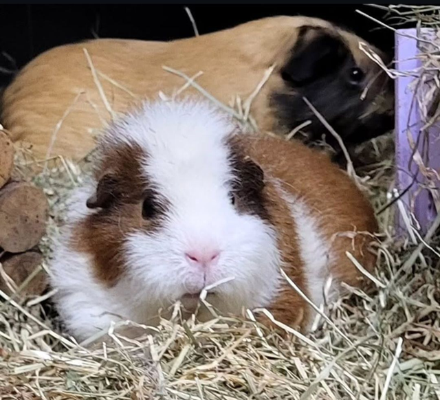 £30 donation to Patch's Piggy Trust