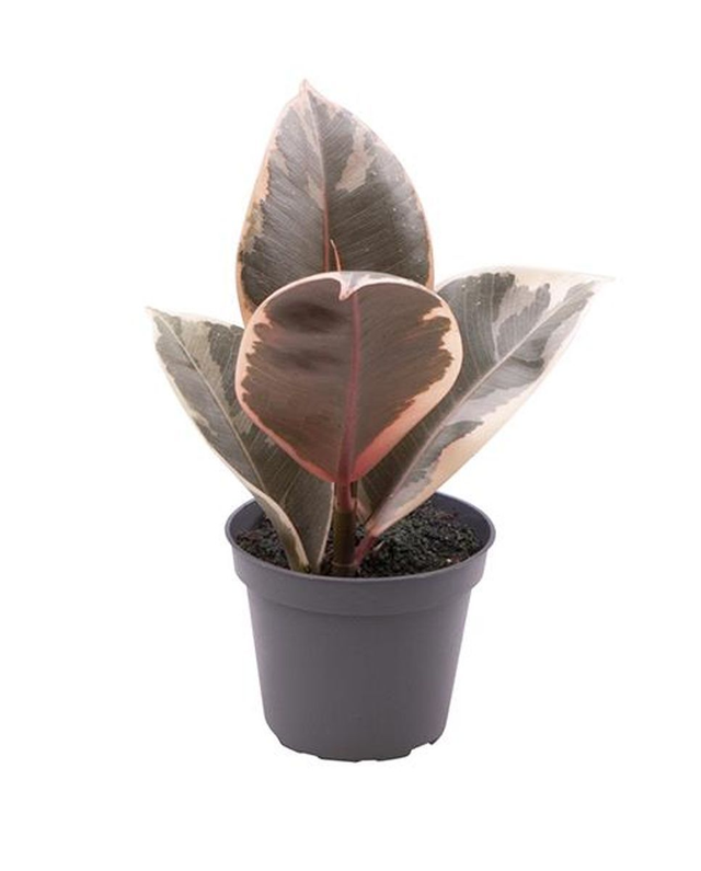 B20 . Ficus elastica 'Tineke'