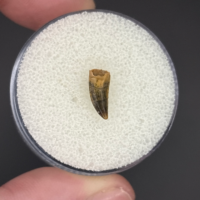 Deltadromeus Tooth
