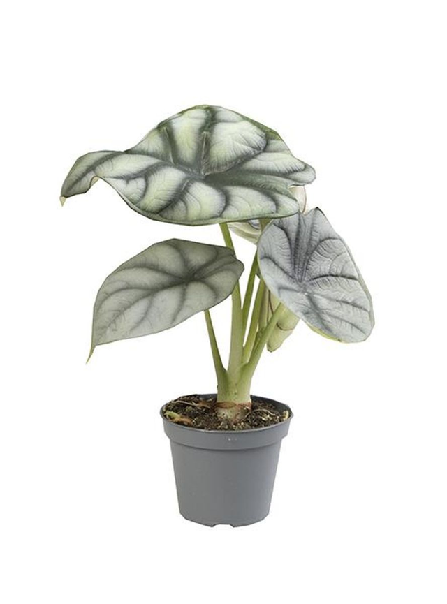 B07 . Alocasia 'Silver Dragon'