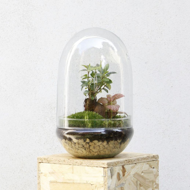 Terrarium Ficus Ginseng con Fittonia colorata
