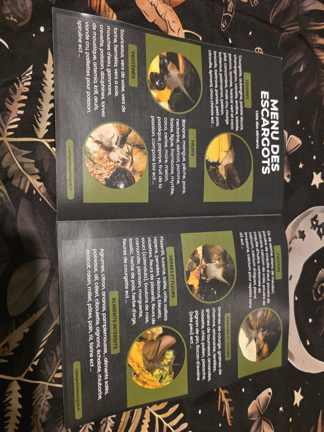 Fiches recto verso menu des escargots et installation terrarium/boite