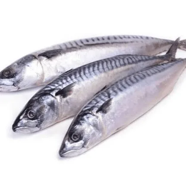 Mackerel