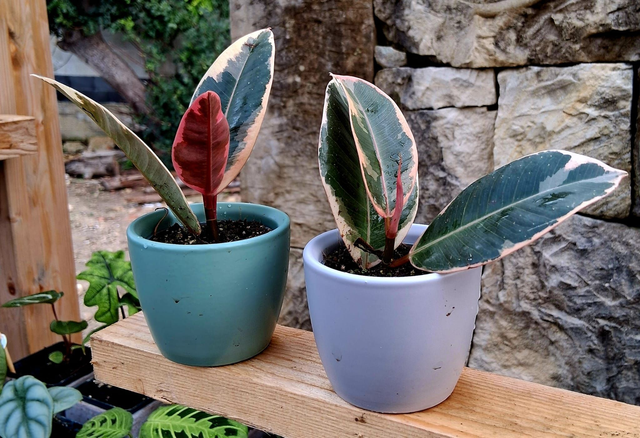 C74. Ficus elastica 'Tineke' in "MINI CACHPOT"