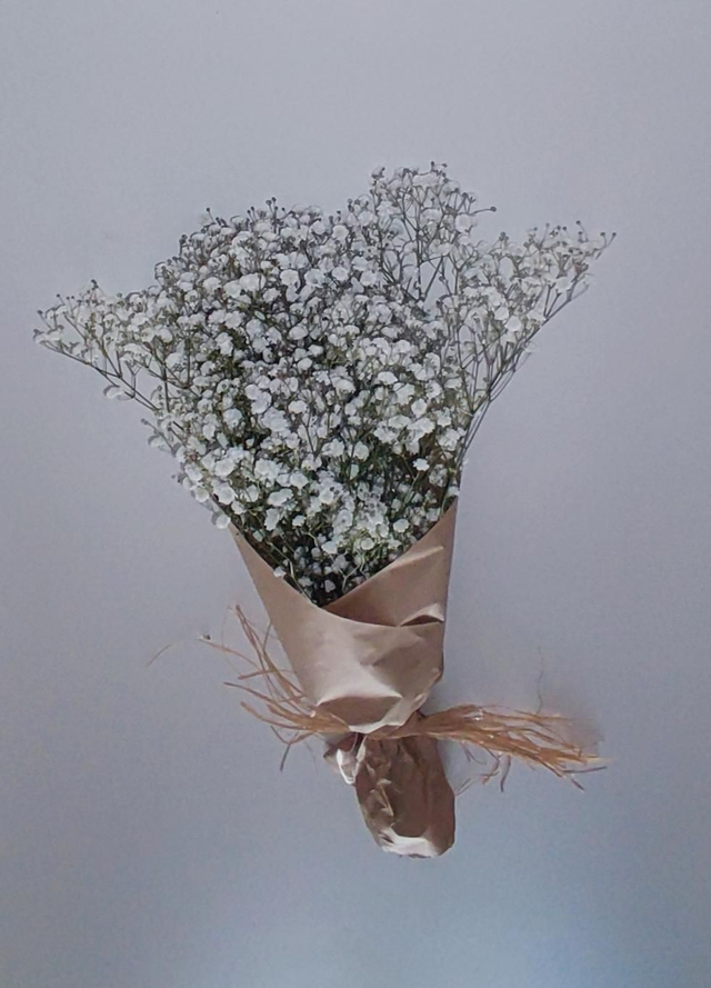Vivaz (gypsophila) branco