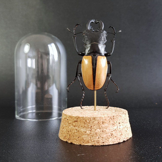 Odontolabis ludekingi