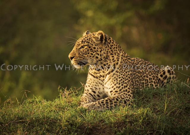 Fig the female Leopard reflecting at sunrise