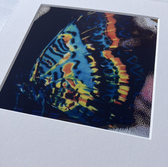 The butterfly’s wings