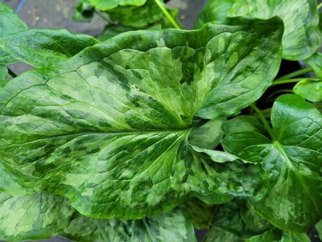 Arum &#039;Chameleon&#039; 1 litre