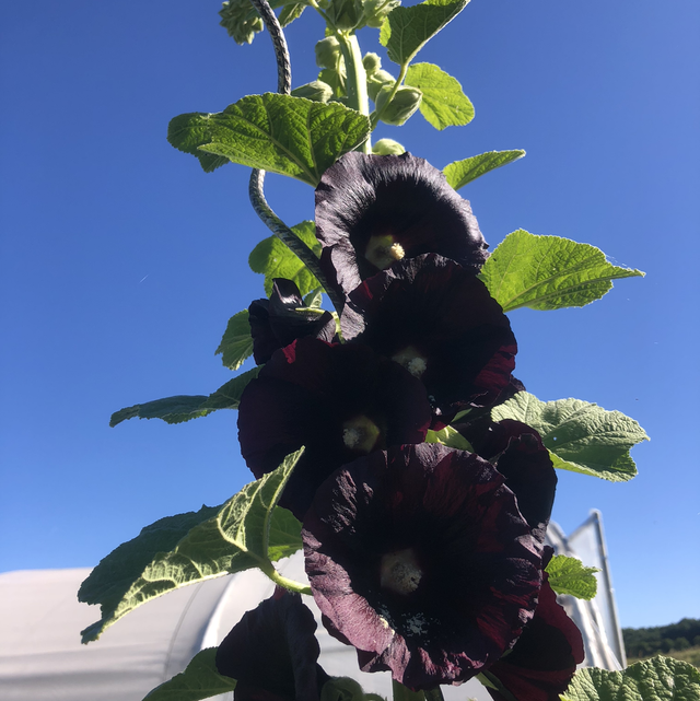 Rose trémière Black AB - Alvea Rosea