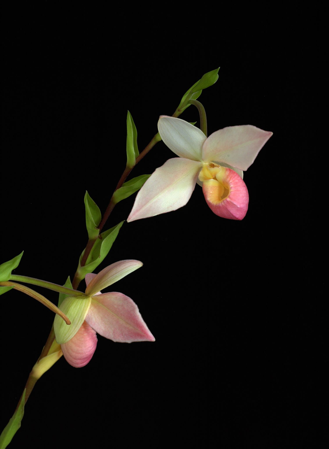 Heart of Light Essence