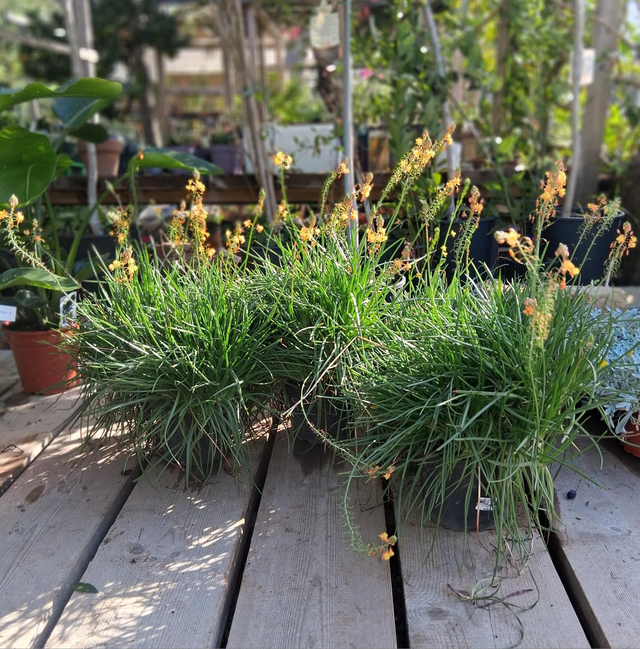 A54 . Bulbine frutescens