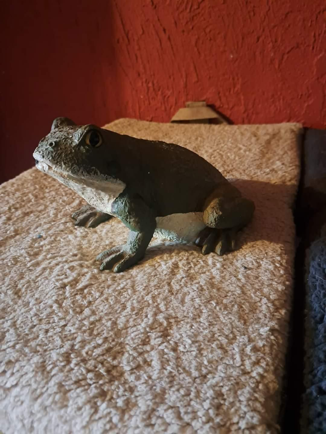 Vieux crapaud vert