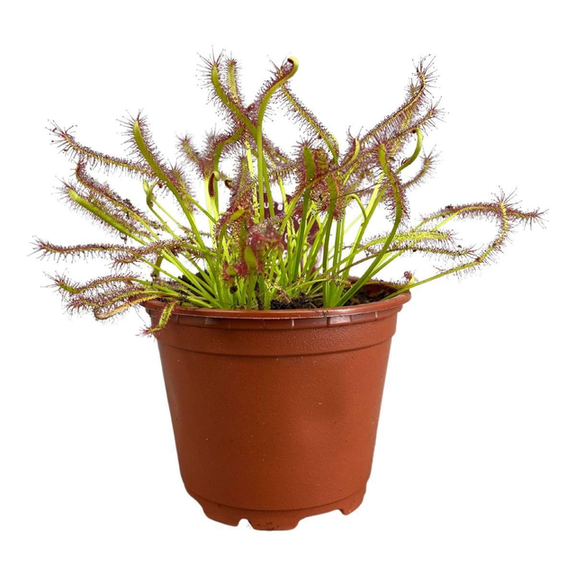Drosera capensis 9cm