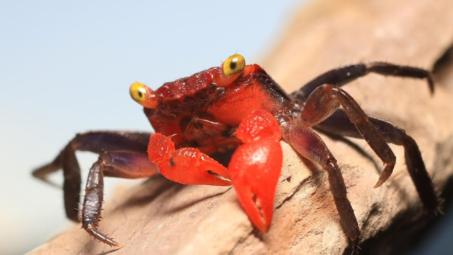 Granchio Vampiro Golden Eye