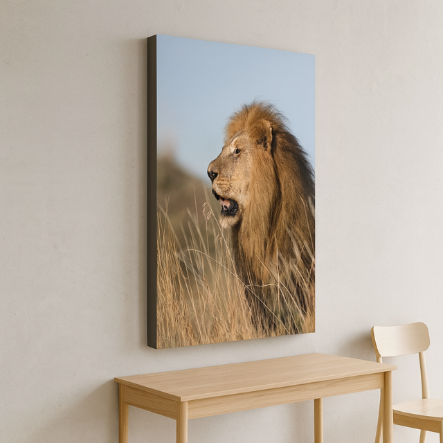 Leone dorato Stampa Fine-Art su carta cotone Hahnemūhle Photo Rag Ultra Smooth 305 gr montata su pannello piuma spessore 15 mm