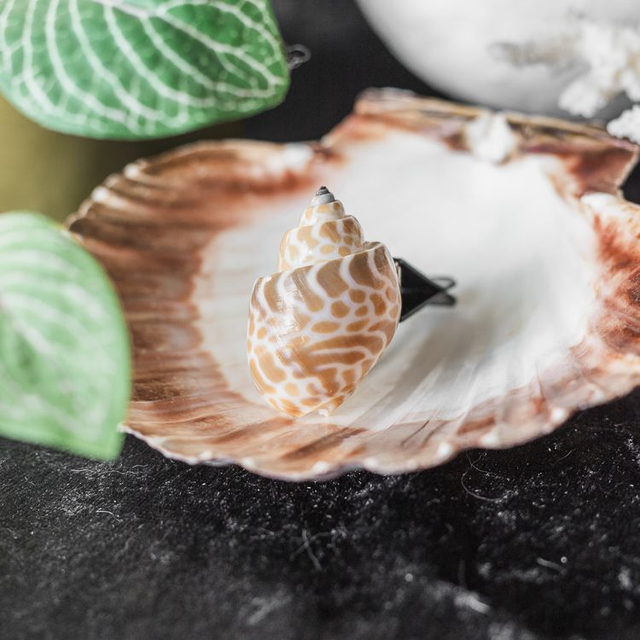 Babylonia Zeylanica Shell Car Vent Clip