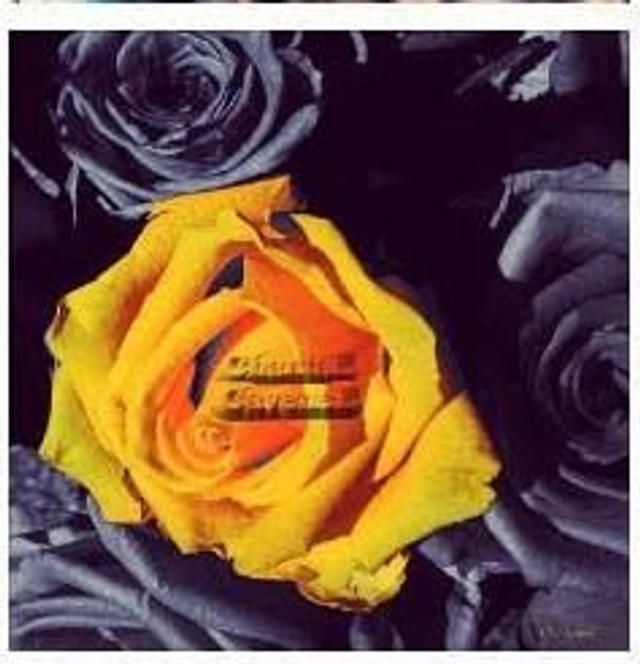 Voile "La Rose" 100 × 100 cm