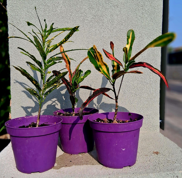 B51 . Codiaeum variegatum in vaso 10