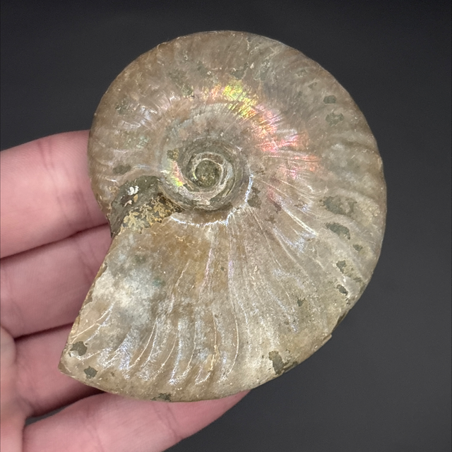 Cleoniceras Ammonite 