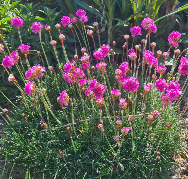 armeria maritima - 1ltr pot
