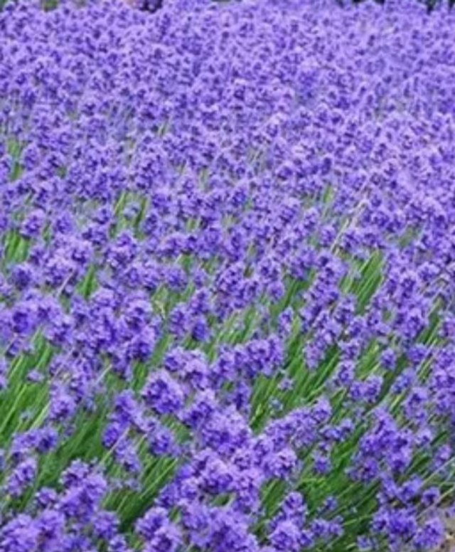 LAVANDE nouvelle forme fondants parfumés 