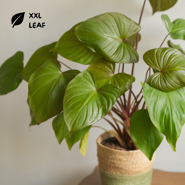 Homalomena Rubescens Maggy 🌿