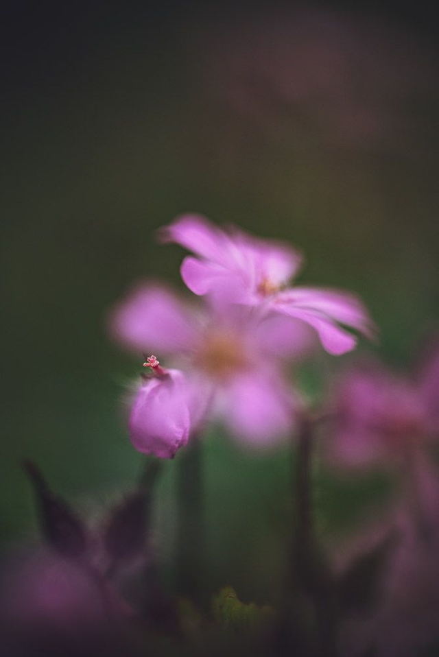 Géranium herbe-à-Robert 2