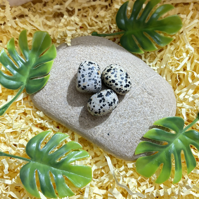 Pierres roulée jaspe dalmatien 2-4cm