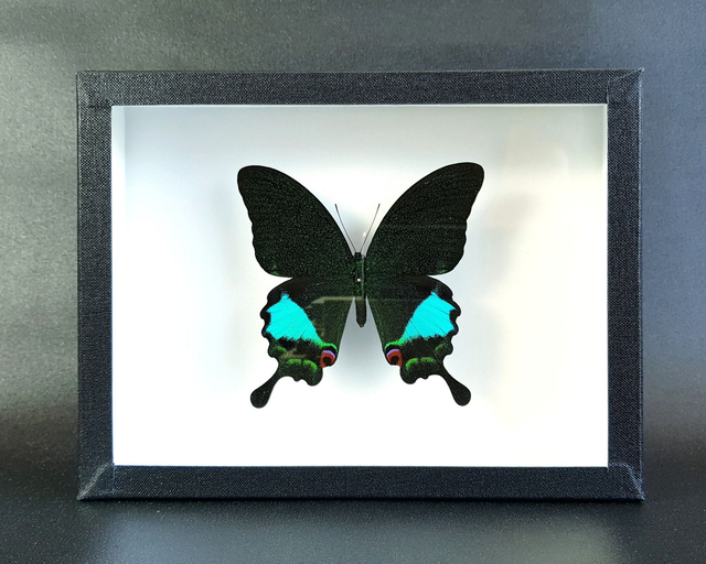 Papilio karna